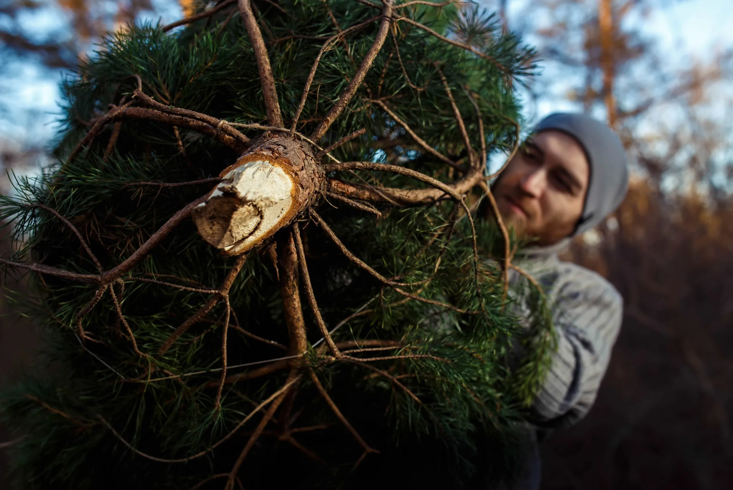Christmas Tree Removal Service In Camas